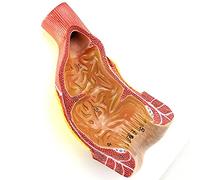 modello anatomico, Modello anatomico medico di organo del retto, materiale in PVC