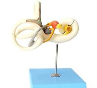 Modello anatomico, Modello anatomico staccabile in 2 parti, sistema uditivo, indicatore ingrandimento 18X adatto for l'insegnamento medico