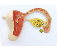 Modello anatomico, Modello anatomico umano del processo di formazione