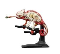 Modello Anatomico Modello Animale 4D Con Organi Staccabili, Modello Di Parte Del Corpo Animale For Strumenti Didattici Scolastici Modello Didattico