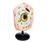 Modello anatomico, Modello cellula Animale, Modello scientifico Animale, Anatomia Cellulare Biologica, Attrezzatura didattica, dimostrazione, sussidio didattico Medico dimostrazioni mediche
