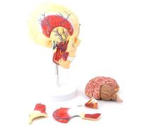 Modello anatomico, Modello cerebrale del cranio umano, anatomia maxillofacciale