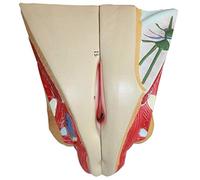 Modello anatomico, modello del corpo umano per l'educazione riproduttiva | Modello di anatomia umana per l'educazione riproduttiva femminile, ideale per l'insegnamento e la formazione medica