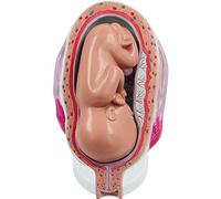 Modello anatomico, Modello del processo di sviluppo della gravidanza umana con organi rimovibili, in 8 parti, modello di anatomia femminile for materiale didattico educativo