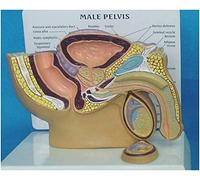 Modello anatomico, Modello del Sistema urinario Maschile - Modello anatomico Umano del Sistema urinario della cavità pel