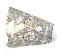 modello anatomico, Modello dentale trasparente for felini - Replica anatomica del corpo animale della mascella di gatto W Denti for strumento didattico for studi veterinari