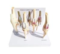 Modello Anatomico Modello Di Anatomia Animale Modello Di Articolazione Del Ginocchio A Quattro Stadi Del Cane Modello Didattico Di Medicina Anatomica Modello Didattico