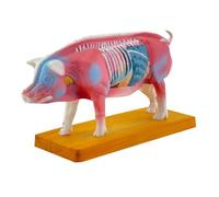 Modello Anatomico Modello Di Anatomia Del Maiale For Materiale Didattico Veterinario For La Scuola Modello Didattico