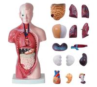modello anatomico, Modello di anatomia del torso umano, con 15 parti rimovibili