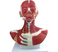 Modello anatomico, Modello di anatomia della testa umana e dei muscoli facciali