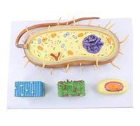 modello anatomico, Modello di anatomia nucleare delle cellule batteriche anatomico dei bioflagellati cromosomici for strumento supporto didattico medico