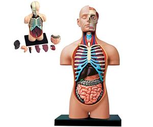 modello anatomico, Modello di anatomia umana 4D Vision Puzzle Assemblaggio Giocattolo Anatomico Organi Interni Umani for Risorse Apprendimento Ausilio Didattico for la Scuola, Istruzione