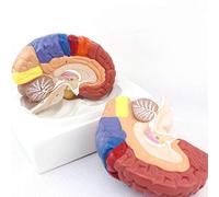 Modello anatomico, Modello di area funzionale della corteccia cerebrale, modello anatomico del tessuto cerebrale umano, include base for l'insegnamento medico