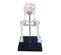 Modello Anatomico Modello Di Articolazione Del'anca Del Cane, Scheletro Canino Anatomico Medico, Sussidi Didattici Modello Didattico