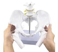 modello anatomico, Modello di bacino femminile con teste e articolazioni del femore