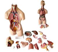 modello anatomico, Modello di busto umano, modello torso da 55 cm/27,1 pollici, diaframma toracico, cuore, anatomico, PVC, insegnante medicina, biologia, 19 rimovibile