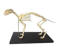 Modello anatomico, Modello di campione di scheletro di ossa di gatto - Materiale in PVC avanzato for ausili alla formazione medica con base 43 * 20 * 30 cm