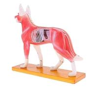 Modello Anatomico Modello Di Cane Anatomia Di Agopuntura Modello Di Punto Di Agopuntura Del Corpo Del Cane Con 72 Punti Di Agopuntura Modello Didattico