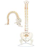 modello anatomico, Modello di colonna vertebrale a grandezza naturale da 85 cm/33,46 pollici, modello anatomico della con midollo spinale flessibile, nervi, arterie, lombare, bacino e supporto