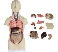 Modello Anatomico, Modello di Corpo Umano, Modello di Anatomia del Torso Senza Genere, Cuore Umano, Modelli di Scheletro, Strumenti di Studio