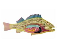 Modello Anatomico Modello Di Frattaglie Di Pesce For La Didattica E Lo Studio In Aula Di Scienze Modello Didattico