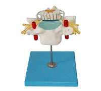 modello anatomico, Modello di ingrandimento della colonna cervicale umana con midollo spinale e nervi spinali, modello anatomico neuroortopedico, 21 indicatori posizione for l'insegnamento medico