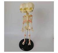 Modello anatomico Modello di Montaggio 3 Occhi Scheletro di Bambino Modello di Scheletro di Bambino Umano Replica Medica Anatomia Anatomica, Come Modello di sussidi didattici O Learning 35 c