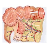 Modello anatomico Modello di organo umano Modello di appendice di cieco ingrandito Modello dimostrativo del sistema digerente for modello didattico Attrezzatura da laboratorio Studio