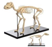Modello anatomico, Modello di osso scheletro canino, modello didattico anatomia animale cani, cane in PVC anatomico for strumento dimostrazione veterinaria biologia umana
