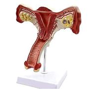 Modello anatomico, Modello di ovaio utero femminile umano, modello ovarico bilaterale a sezione trasversale anatomica, strumento studio della for l'insegnamento, l'apprendimento, la visualizzazione