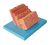 modello anatomico, Modello di parete dello stomaco umano - ingrandimento della dell'apparato digerente anatomico gastrico in materiale PVC for laboratorio didattico medico scolastico