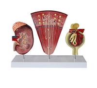 Modello anatomico, Modello di rene di anatomia umana, modello anatomico del sistema urinario glomerulare del nefrone for l'insegnamento scolastico Modello didattico di ornamento di laboratorio