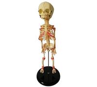 Modello anatomico Modello di Scheletro del Bambino - 35 cm Scheletro fetale Modello didattico Anatomia del Bambino Umano Modello di Scheletro del Cranio Anatomia Medica Anatomica - per la VI