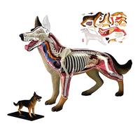 Modello anatomico, modello di scheletro del corpo, modello anatomico del cane 4D, 29 pezzi, organi completamente staccabili, parti del corpo, modello anatomico del cane, modello di scheletro del cane,