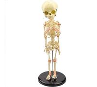 Modello anatomico Modello di Scheletro Umano a Corpo Intero, Modello di Anatomia dello Scheletro del Bambino, Insegnamento per Lo Studio della visualizzazione, con pregevole fattura, Design