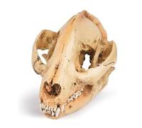 Modello Anatomico Modello Di Teschio In Resina Decorazione Di Halloween Dinosauri Stampo Per Teschio Per Modello Di Oggetti Di Scena Per L'educazione Scientifica Modello Didattico