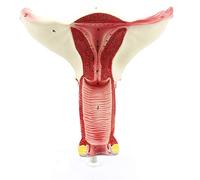 modello anatomico, Modello di tuba Falloppio ovarica, utilizzato for la didattica medica uterina, simulazione della comunicazione medico-paziente in ginecologia e anatomia