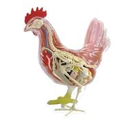 Modello Anatomico Modello Didattico Medico Di Anatomia Del Pollo 4D Staccabile In 32 Parti Modello Didattico