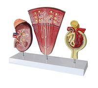 Modello anatomico, Modello didattico Modello anatomico del Rene Modello anatomico dell'organo Umano Modello dell'unità renale Umana Modello del urinario glomerulare per scopi didattici Medici