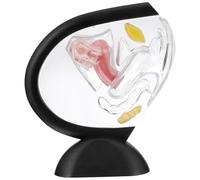 modello anatomico, Modello didattico trasparente for utero-vagina