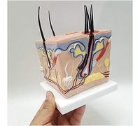 Modello anatomico Modello educativo Modello di Anatomia della Pelle - Modello del processo di Crescita dei Capelli Umani sani - Modello anatomico Medico di ingrandimento del follicolo pilife
