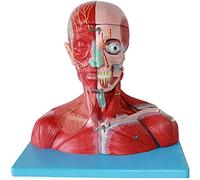 Modello anatomico, Modello educativo Testa e Collo con vasi, nervi e Cervello, Muscolo del Corpo Umano in plastica Model