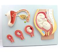 Modello anatomico Modello fetale, Modello del processo di Sviluppo embrionale della Gravidanza Umana, Anatomia dell'embrione del Tessuto dell'utero fecondato Strumento di Aiuto educativo Med