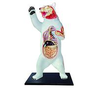 Modello anatomico, Modello Giocattolo Educativo 4D Modello Anatomico Orso Bianco 36 Parti Di Organo, Modello Anatomico Animale Biologico Giocattolo Educativo for Bambini for L'insegnamento Medico