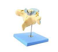 modello anatomico, Modello ingrandito di vertebre cervicali umane con midollo spinale e nervi spinali anatomico neuro-ortopedia Insegnamento