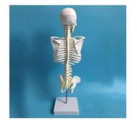 Modello anatomico Modello spinale del Cranio-vertebrale Vertebra teracica Vertebra Modello di Anatomia Modello spinale (Dimensione: 45 cm) (Dimensione: 45 cm) (45 cm)