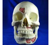 Modello anatomico Modello Staccabile del Cranio, Modello anatomico del Cranio - Rimovibile 10 Parti Cranio Neurologia Cranio Stomatologia Insegnamento, A grandezza Naturale, Modelli scientif