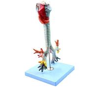 Modello anatomico, Modello umano della laringe e dell'albero bronchiale tracheale Modello anatomico laringeo Dimostrazione della broncoscopia polmonare, adatto for modelli didattici di ricerca medica