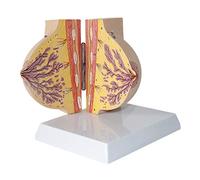 Modello anatomico, Mostra la struttura del profilo seno femminile durante il periodo di riposo, composta da 2 parti for dimostrazione didattica