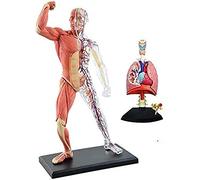 Modello anatomico muscolare e scheletro, modello anatomico di organi umani, modello polmonare, organi e parti del corpo staccabili, compatibile con modelli medici di insegnamento in studio, giocattolo